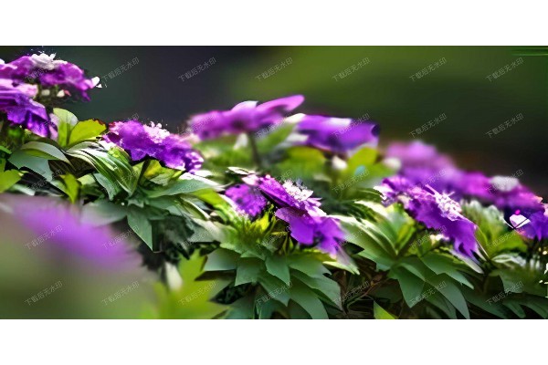 武汉桑拿技师，一技之长让人难忘！